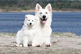 BERGER BLANC SUISSE - ADULTS ET PUPPIES 004